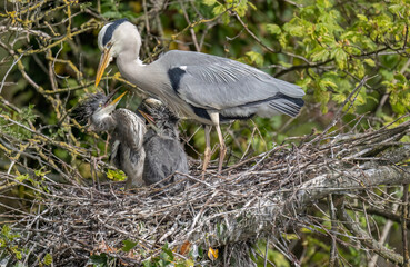 grey heron and chicks in the nest, close up © Digital Nature 