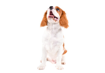 Funny Spaniel puppy, sitting looking up, isolated on white background