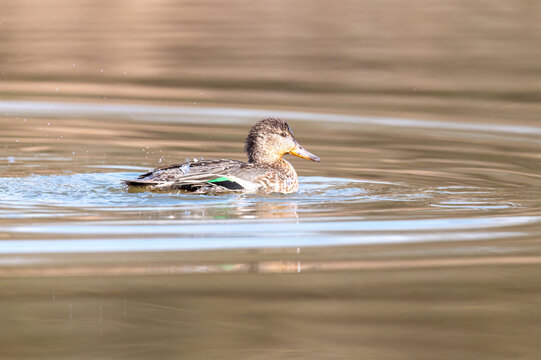 A beautiful duck swimming and playing in the lake. Wild birds in the wild. Nature photography.