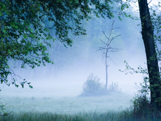 Martwe drzewko we mgle © JOANNA