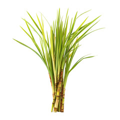 Fototapeta premium Vibrant green and aromatic fresh lemongrass bundle for culinary and medicinal uses