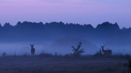 łąka i łanie o świcie © JOANNA
