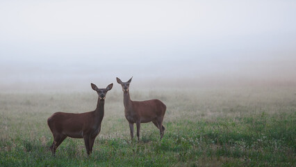 Łanie na łące © JOANNA