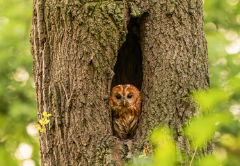 Tawny Owl sitting in its tree hollow © Kozma