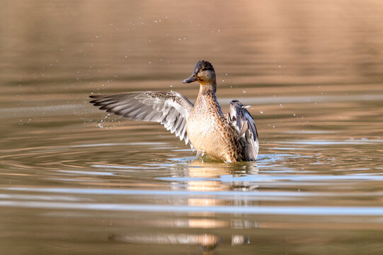 A beautiful duck swimming and playing in the lake. Wild birds in the wild. Nature photography.