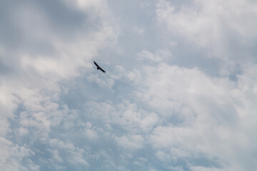 High in the blue sky with white clouds, an eagle soars majestic and proud