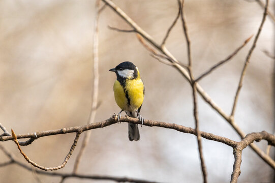 Great tit in nature, a small passerine bird easily recognizable by its brightly colored plumage.