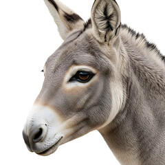 Donkey head close up looking sideways isolated