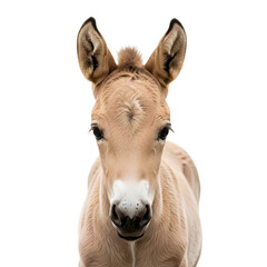 Baby donkey headshot on transparent background