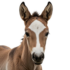 Young donkey portrait on transparent background