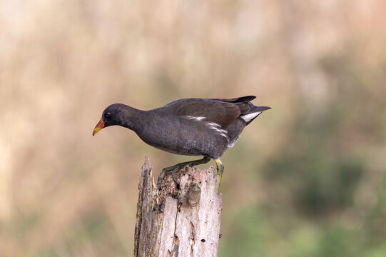 beautiful moorhen, bird resting on a wooden log