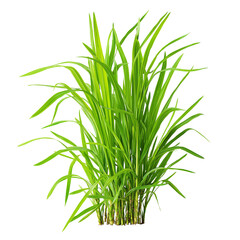 Fototapeta premium Lush green ornamental grass with vibrant long blades and sturdy stalks isolated on black