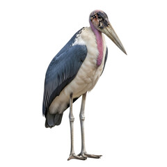 An isolated marabou stork bird against a transparent background