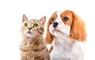 Portrait of a cute Spaniel dog and Scottish Straight cat, closeup, isolated on white background