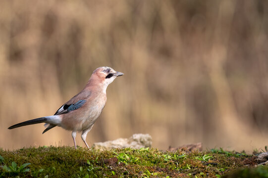 Eurasian jay, scientifically known as Garrulus glandarius. A beautiful corvid, generally very wary.