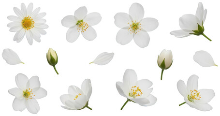 Delicate, pristine white cherry blossom flowers with five gently curved petals and a vibrant yellow stamen, meticulously arranged in various rotational views, isolated on transparent background.