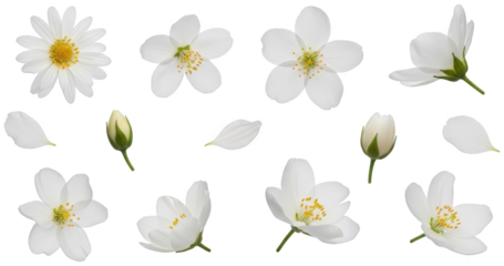 Delicate, pristine white cherry blossom flowers with five gently curved petals and a vibrant yellow stamen, meticulously arranged in various rotational views, isolated on transparent background.