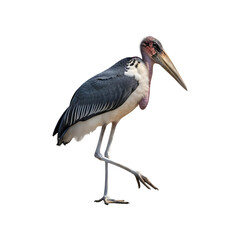Marabou stork standing on one leg isolated on background