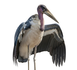Marabou stork standing with open wings on transparent layer