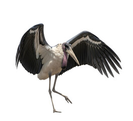 Full body marabou stork walking with wings wide open image