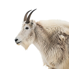 A profile view of a mountain goat in natural habitat isolated