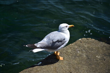 Fototapeta premium seagull on a rock