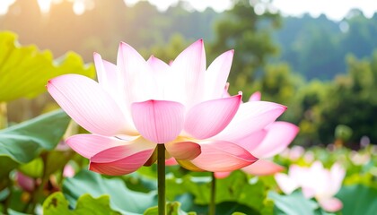 Stunning pink lotus flower blooming in a pond with warm morning sunlight and green leaves.