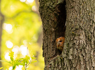 Tawny Owl sitting in its tree hollow