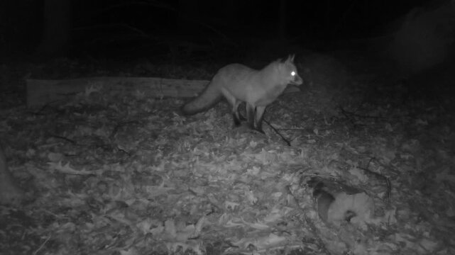 wild red fox hunting for food in forest at night