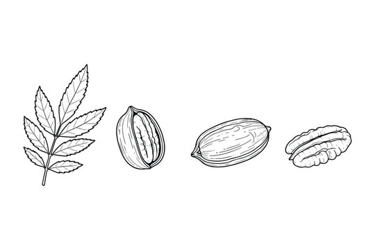 Pecan nut collection hand drawn vector illustration isolated on transparent background.