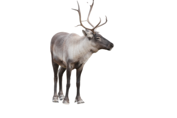 Caribou (Rangifer tarandus) Isolated on a White Background with Copy Space. Majestic Arctic Reindeer Cut-Out for Wildlife Posters, Educational Media, and Nature-Themed Designs. PNG File