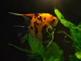 Colorful freshwater angelfish swimming among green aquatic plants in an aquarium
