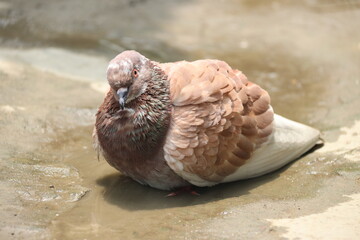 Obraz premium A wild brown and white pigeon with delicate feathers and a sharp beak stands on the beach sand as a small avian representative of nature and wildlife