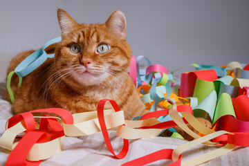 Orange cat sitting on bed surrounded with many festive multicolored Christmas handmade garlands. Domestic pets at home during holidays