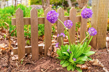 Primula or also known as primrose in the spring garden.