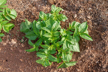Young potato plant in the garden or farm.