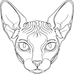 Portrait of a sphynx cat © MST MAJADA