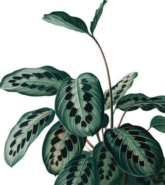 Detailed illustration of maranta leuconeura plant leaves with intricate patterns and veins on background