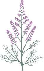 Fototapeta premium Lavender colored wild lupine branch with green leaves on transparent background plant logo