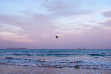 Plage de Saint-Malo le matin en hiver, go&eacute;land en vol