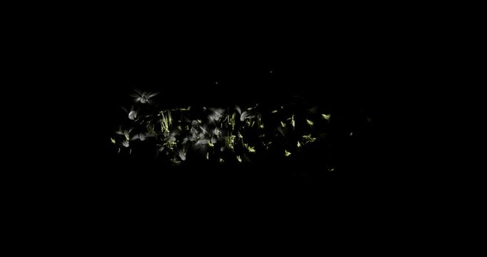 bug swarm spin effect on black background