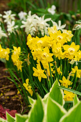 Daffodils in the spring garden.