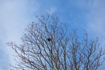 Nid de frelon asiatique