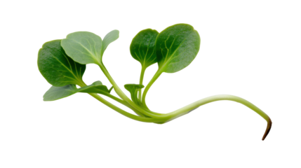 Young green plant sprout growing, emerging new life, symbolizing start, freshness, and nature on transparent background