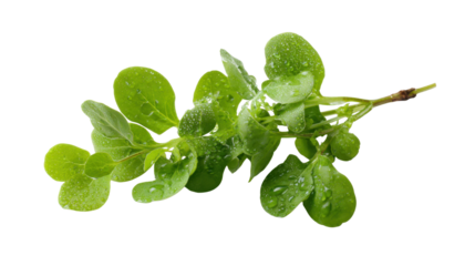 Fresh marjoram sprig with green leaves and water drops on transparent background, ideal for culinary designs