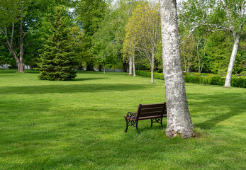 Wooden bench in the shade of a large tree.