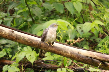 A wild red-billed hornbill perches on a brown tree branch, showcasing its sharp beak and hunter eye as this predatory bird of prey surveys the nature wildlife for its next meal © NAYON89