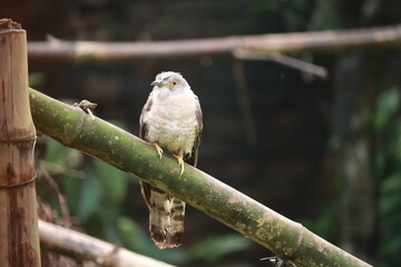 A majestic red-tailed hawk predator with sharp beak and detailed feathers perches on a wild tree branch as a powerful bird of prey in its natural wildlife habitat