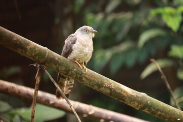 A red-tailed hawk raptor with brown and white feathers is perched on a tree branch as this avian predator of the wild nature searches for prey