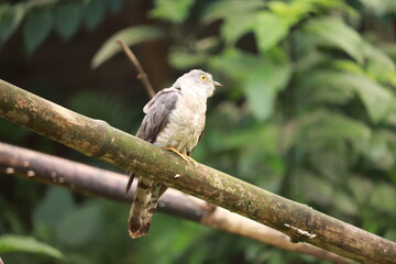 A small red backed shrike with brown feathers and a black mask sits perched on a green tree branch in the wild